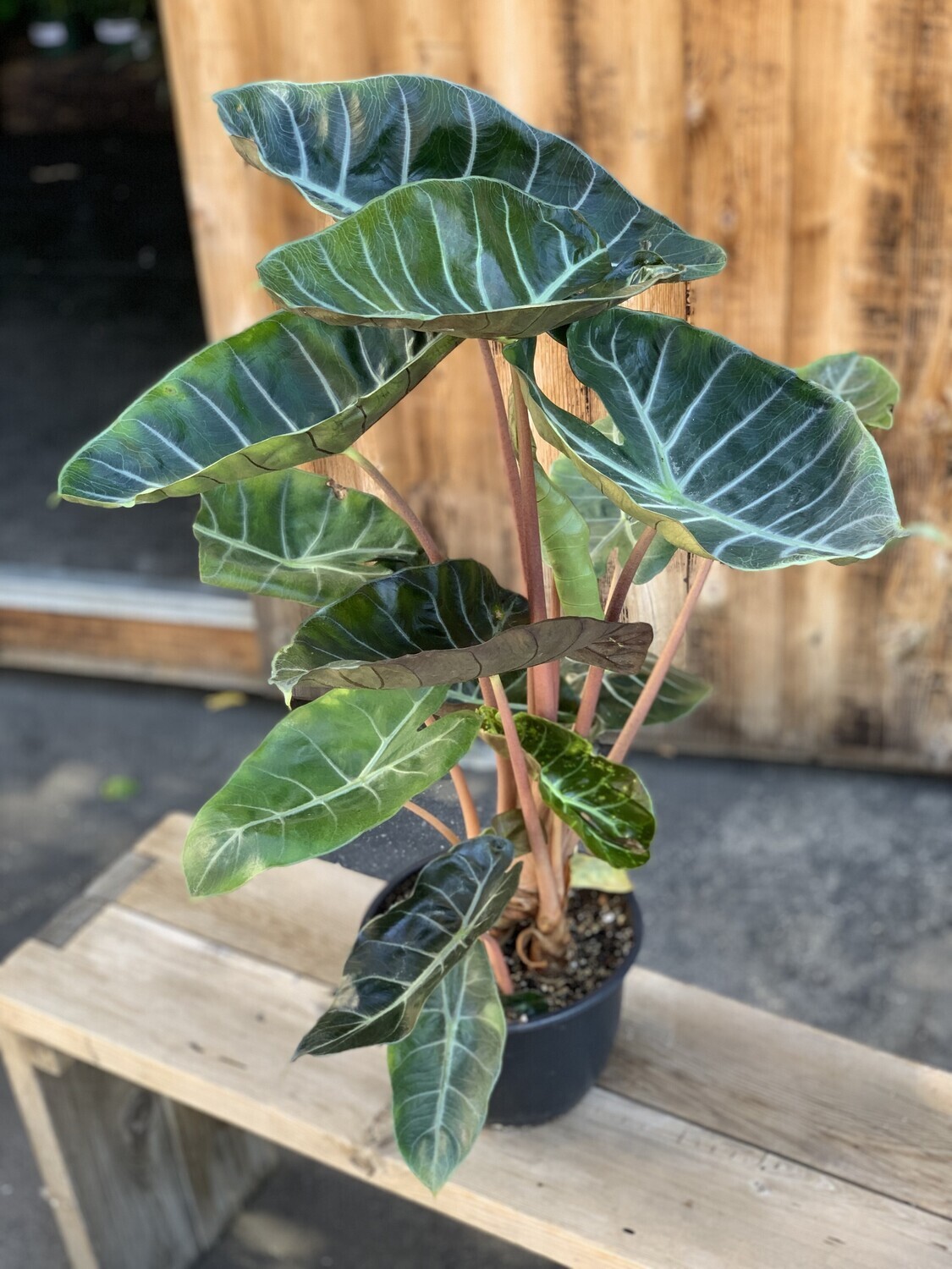 Alocasia &#39;Pink Dragon&#39; - 8&quot;