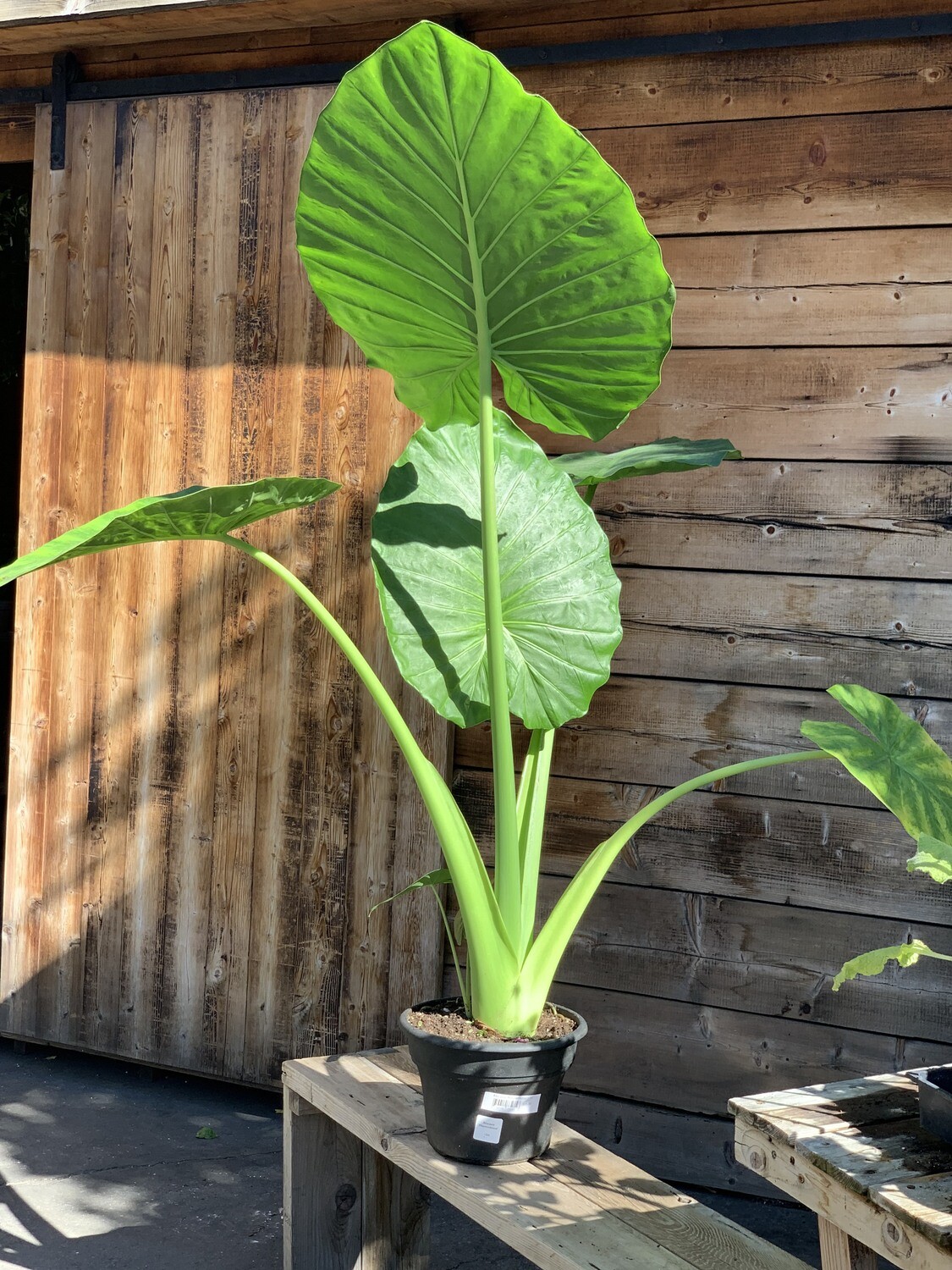 Alocasia &#39;Macrorrhizza&#39; - 12&quot;