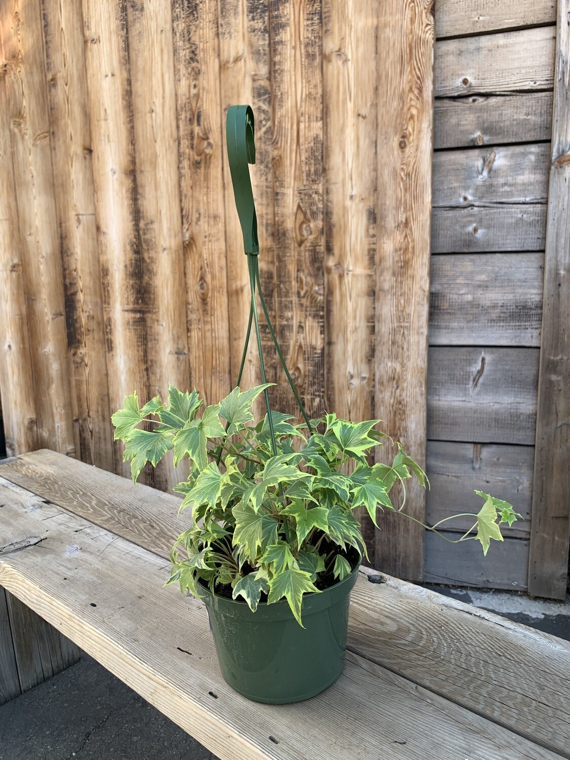 Hedera helix &#39;Yellow Ripple&#39; (Ivy) - 6&quot;