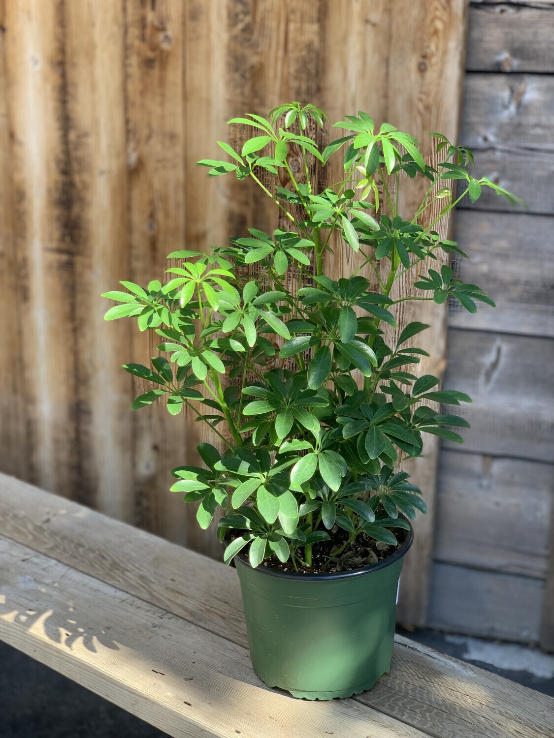 Schefflera arboricola &#39;Mini&#39; (Dwarf Umbrella Tree) - 8&quot;