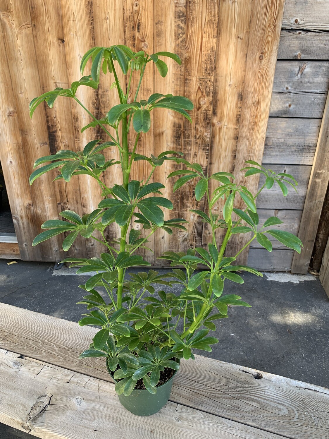 Schefflera arboricola (Dwarf Umbrella Tree) - 6&quot;