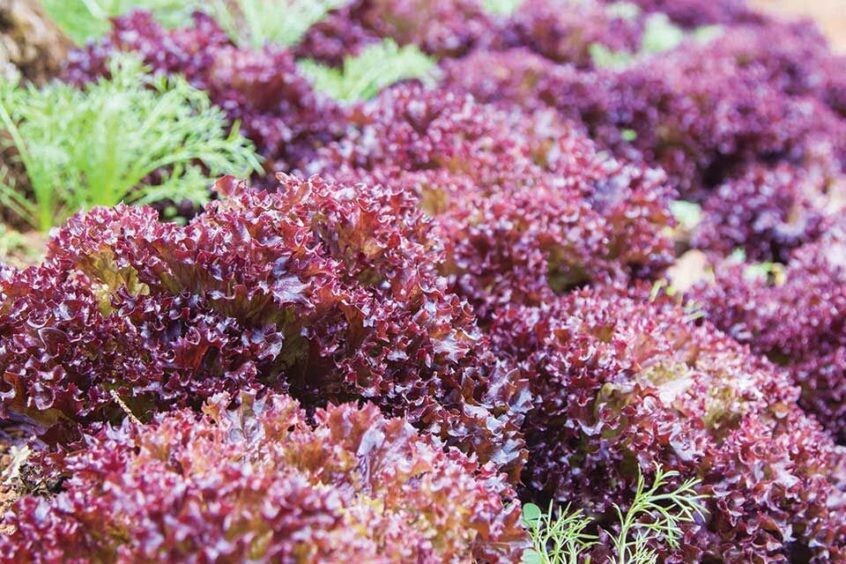 Lettuce &#39;Lollo Rossa Dark&#39; - 6pk  