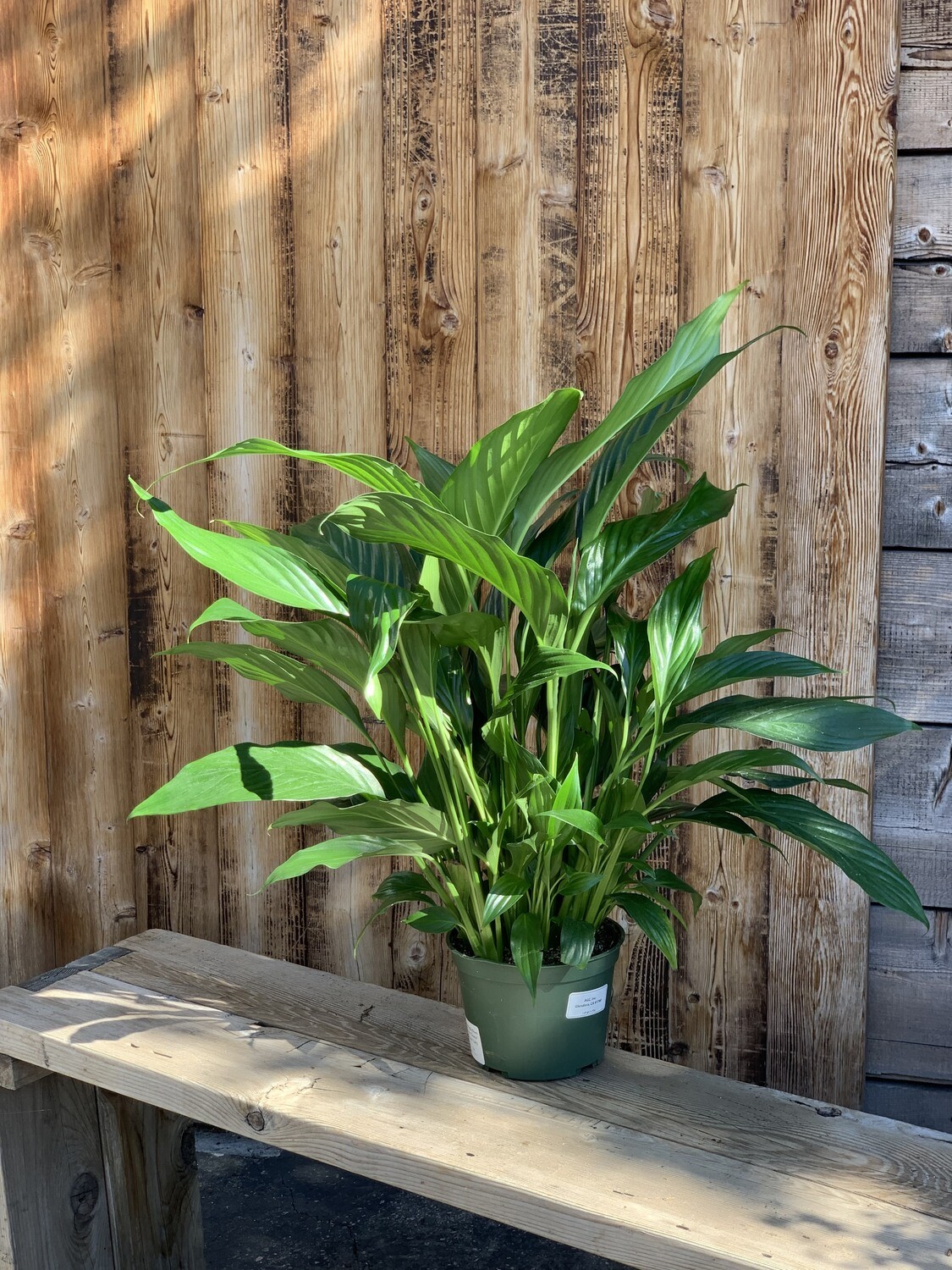 Spathiphyllum &#39;Sweet Dario&#39; (Peace Lilly) - 6&quot;