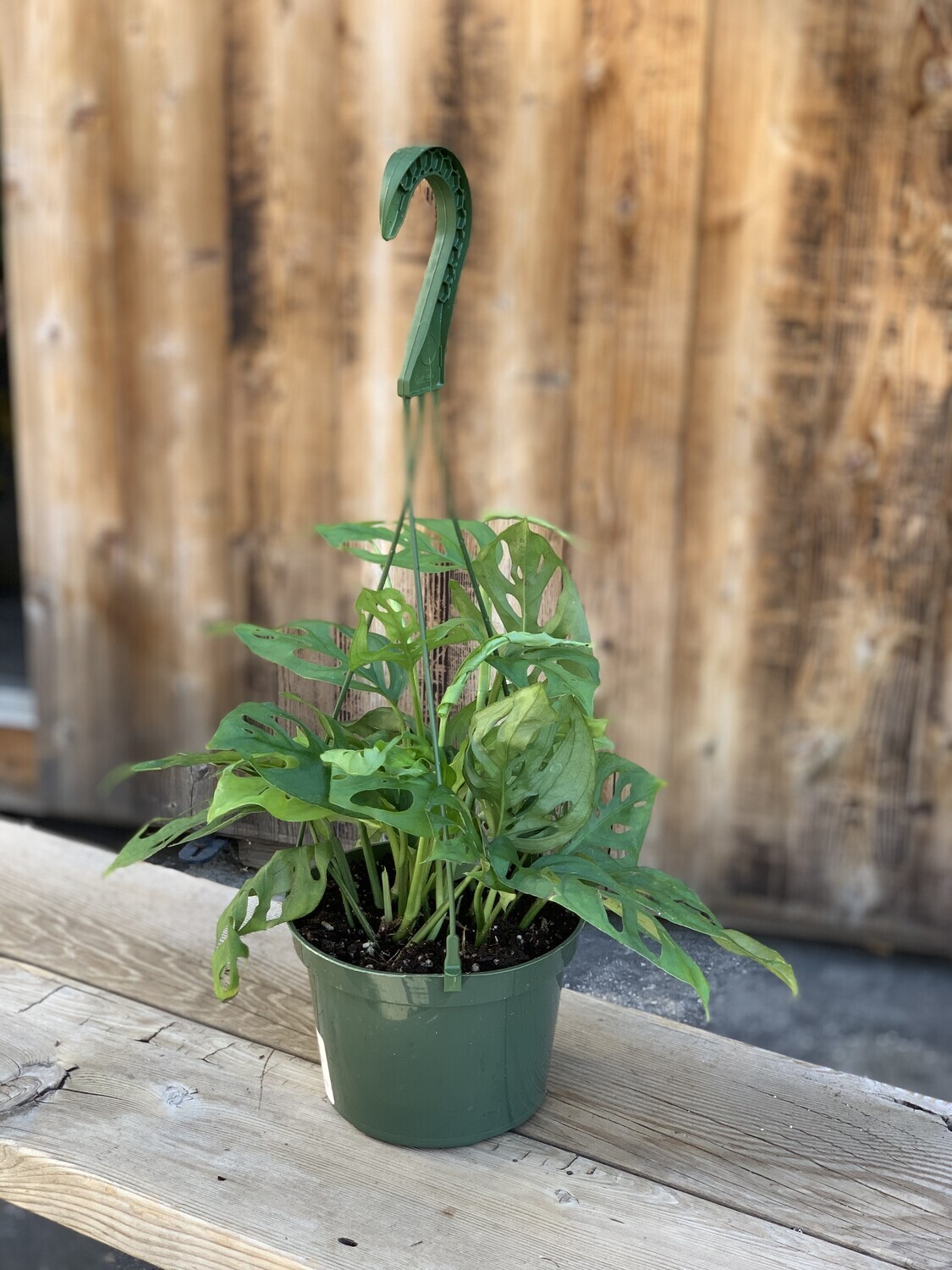 Monstera adansonii (Swiss Cheese Vine) - 6&quot;