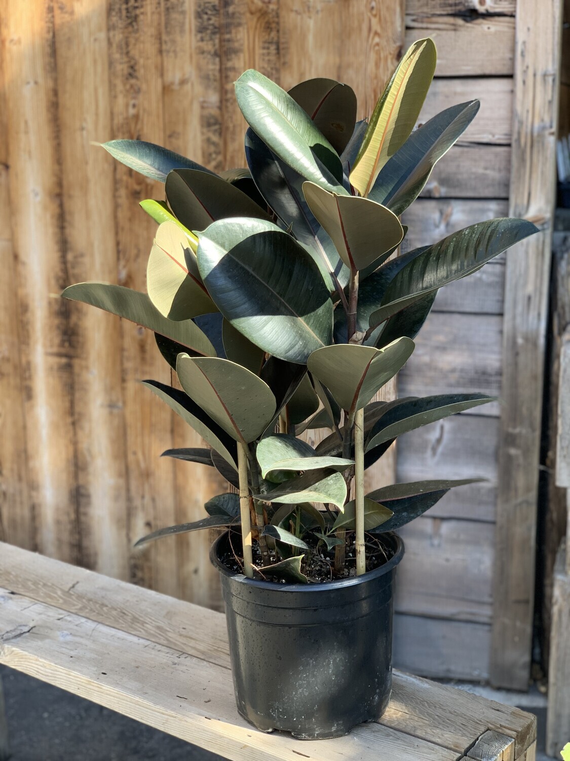 Ficus elastica &#39;Cabernet&#39; - 10&quot;
