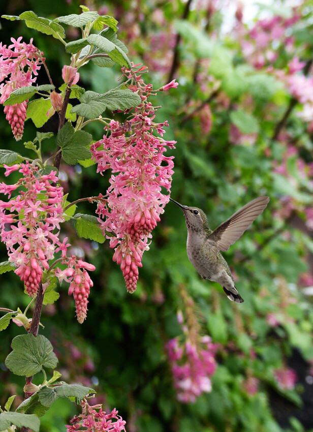 Ribes sanguineum &#39;Claremont&#39; (Pink Flowering Currant) - 1g