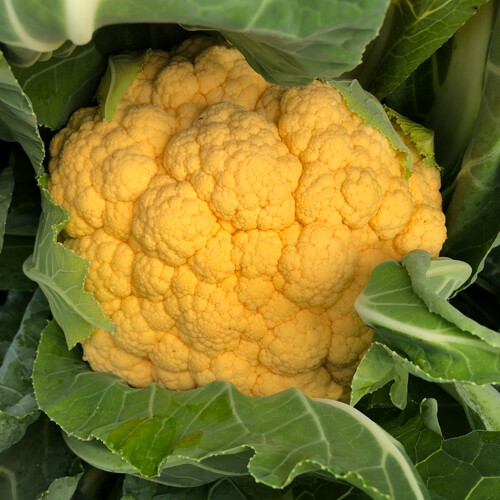 Cauliflower &#39;Flame Star&#39; OG - 6pk