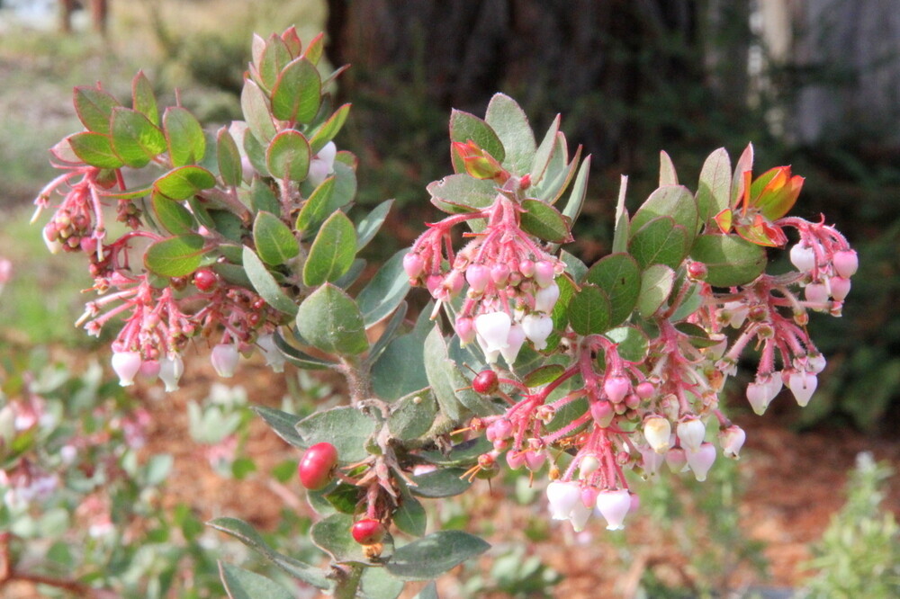 Arctostaphylos &#39;John Dourley&#39; (Manzanita) - 1g