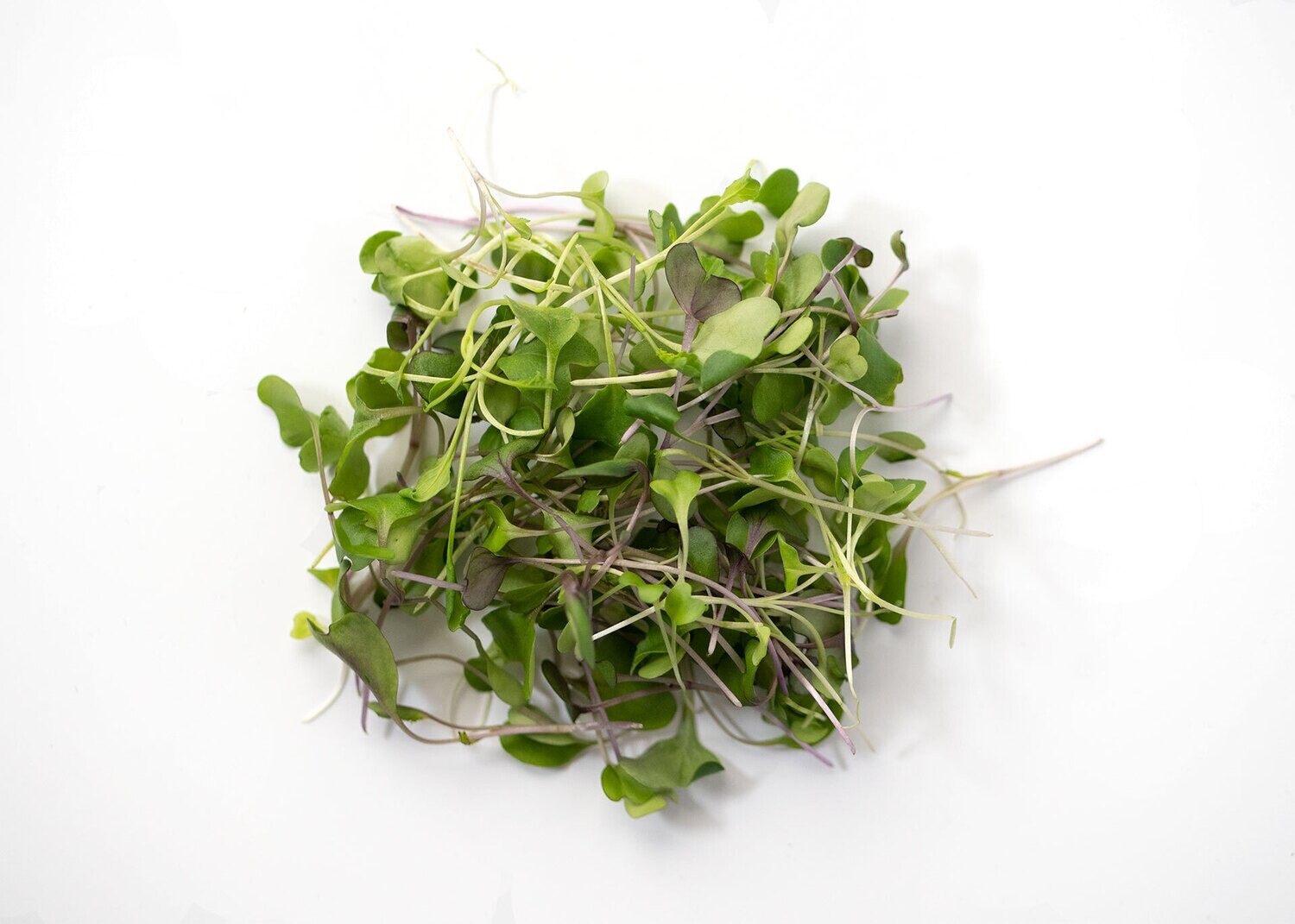 Micro Greens &#39;Mild Micro Mix&#39; - 6pk