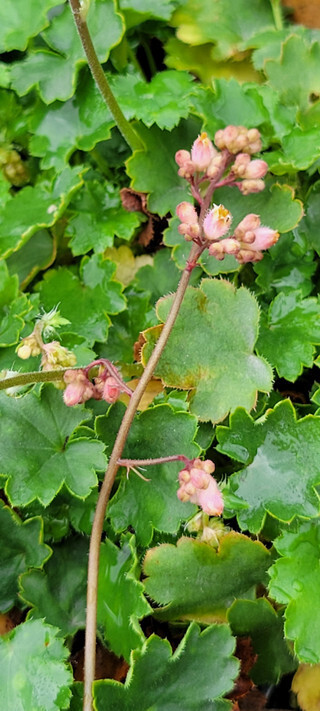 Heuchera &#39;Blushing Bells&#39; - 1g