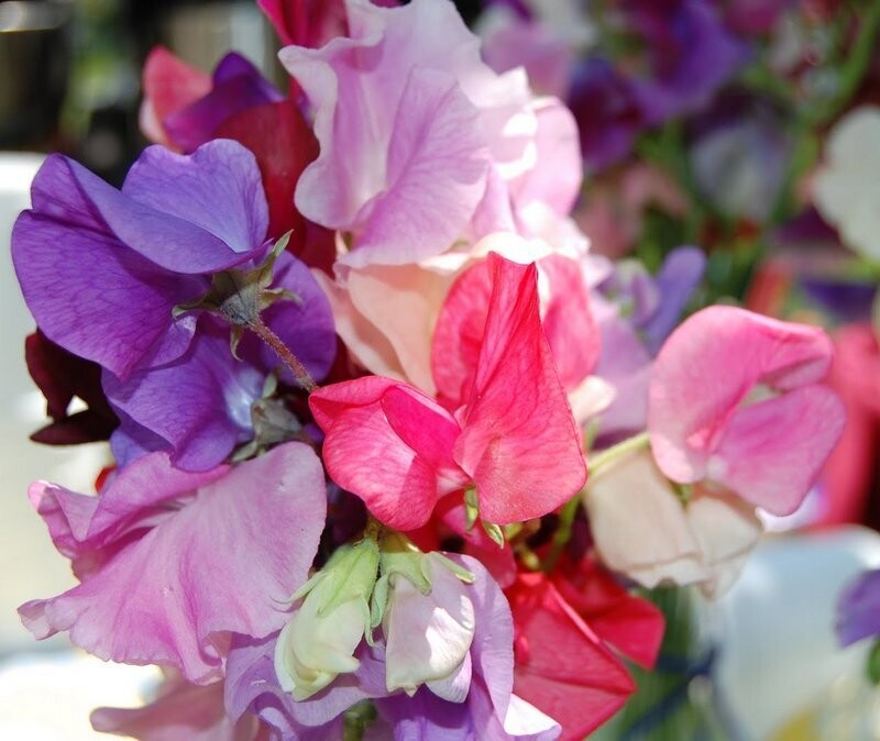 Sweet Pea &#39;Melody Mix&#39; - 6pk