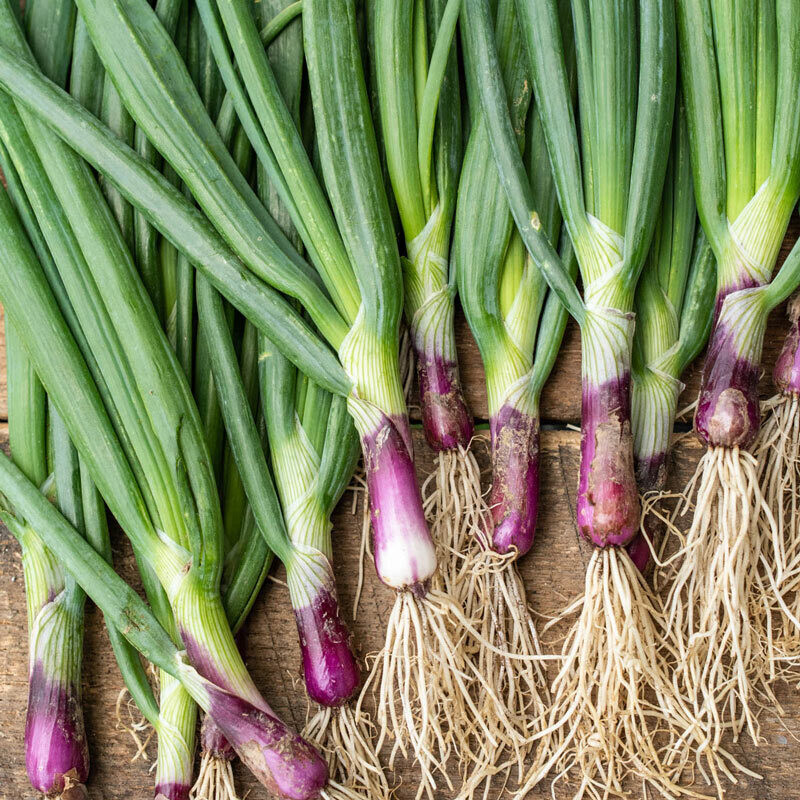 Onion &#39;Red Baron Bunching&#39; - 6pk