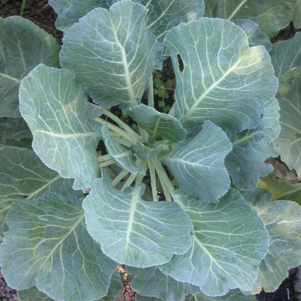 Collards &#39;Georgia&#39; - 6pk