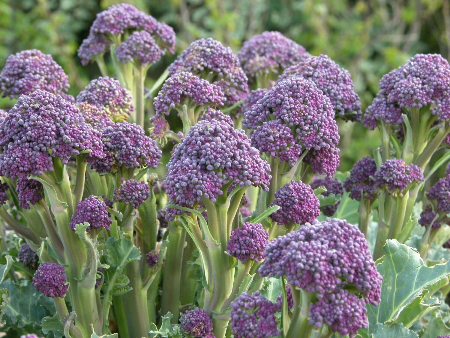 Broccoli &#39;English Violet&#39; - 6pk