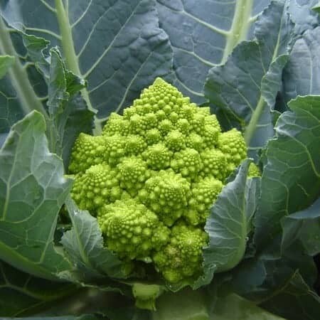 Cauliflower &#39;Romanesco Puntoverde&#39; - 6pk