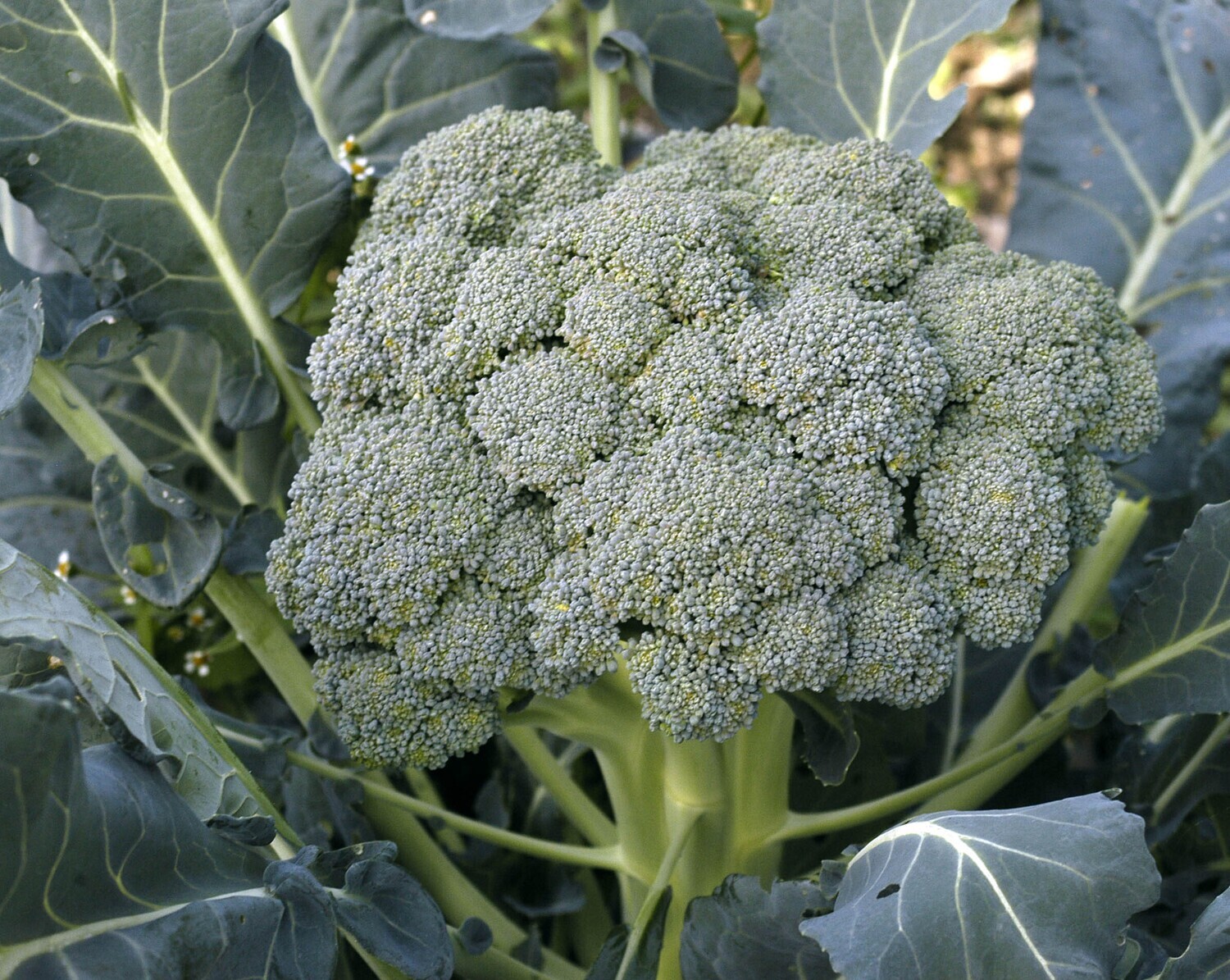 Broccoli &#39;Waltham&#39; - 6pk