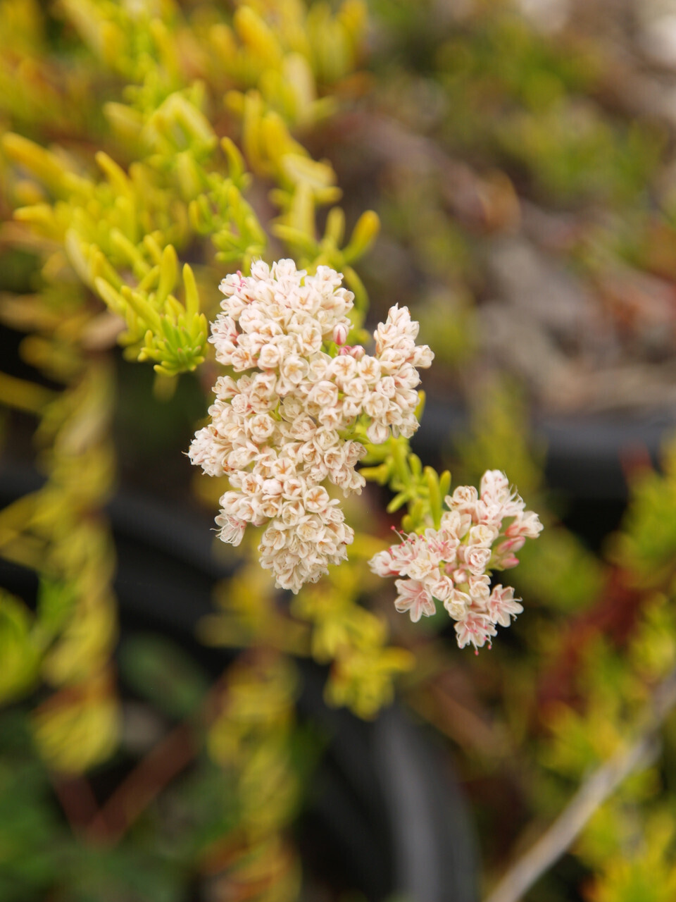 Eriogonum fasciculatum &#39;Warriner Lytle&#39; - 1g