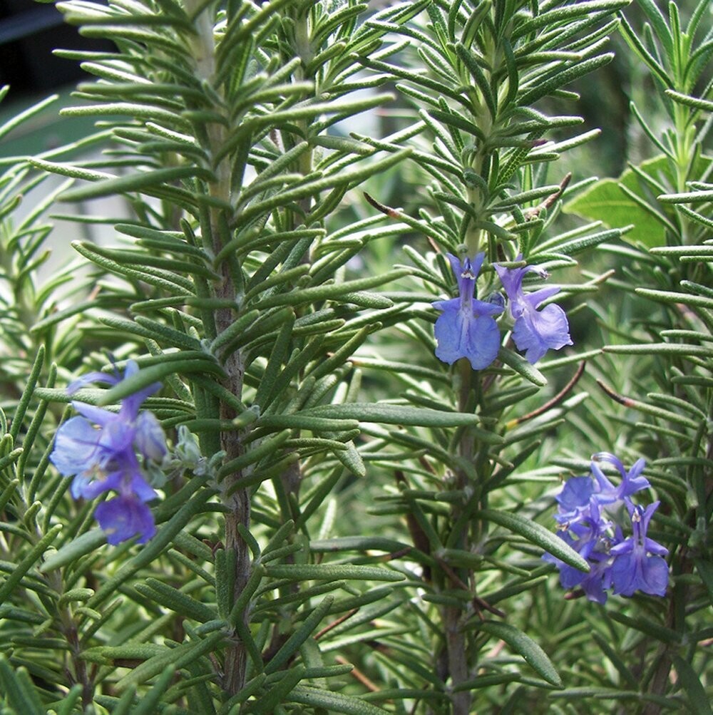 Rosemary &#39;Tuscan Blue&#39; - 6&quot;