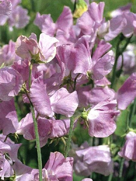 Sweet Pea &#39;Mammoth Lavender&#39; - 6pk