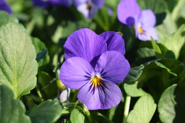 Viola &#39;Endurio Lavendar&#39; - 6pk