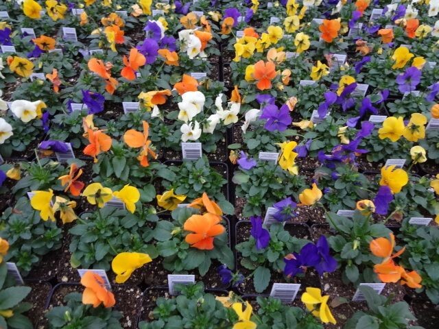 Viola &#39;Penny Mix&#39; - 4&quot;