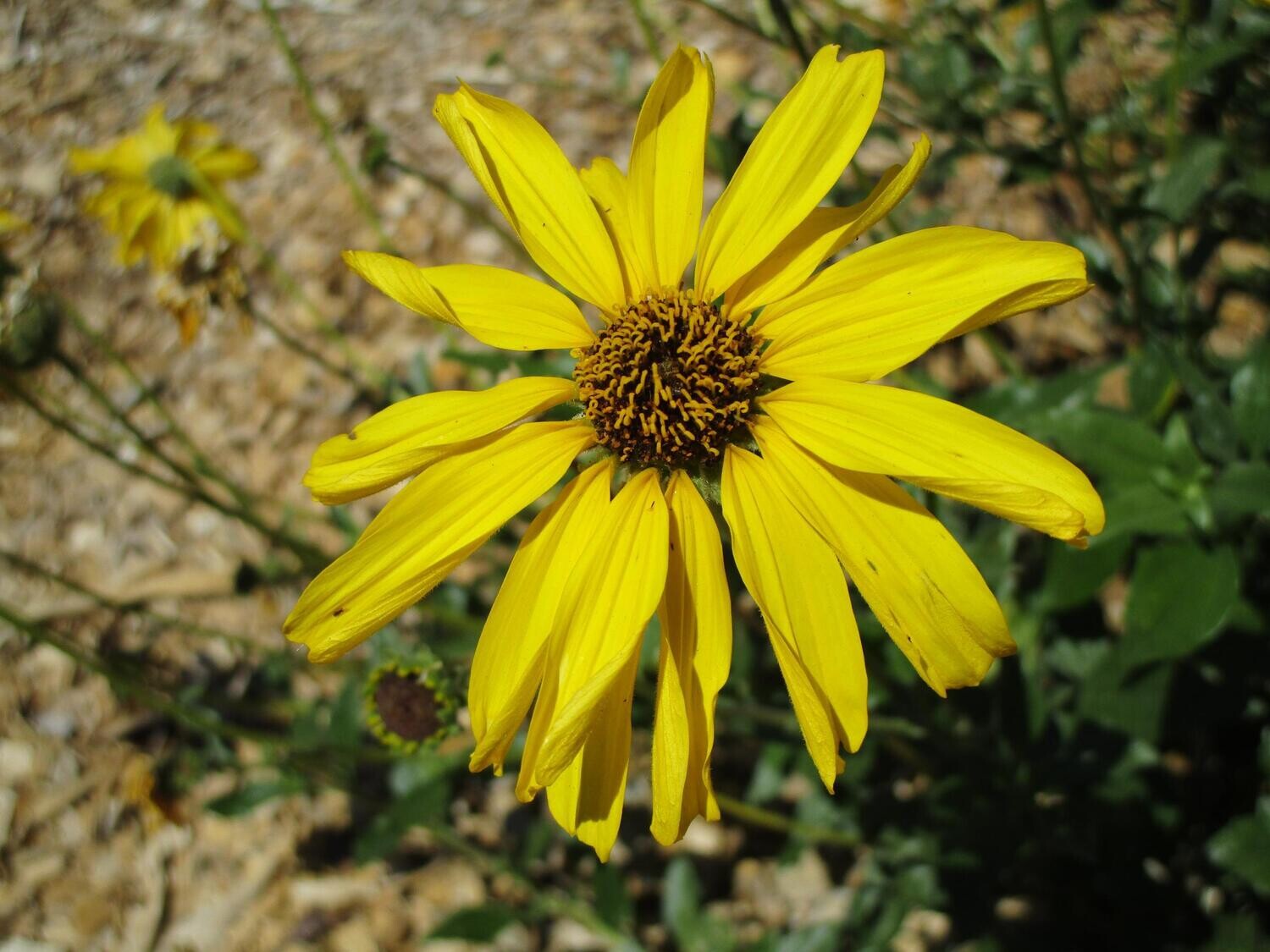 Encelia californica &#39;El Dorado&#39; (El Dorado Bush Flower) - 1g