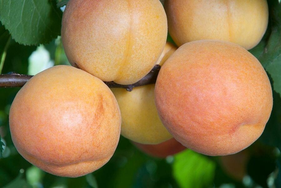 Apricot &#39;Gold Kist&#39; - Bare Root