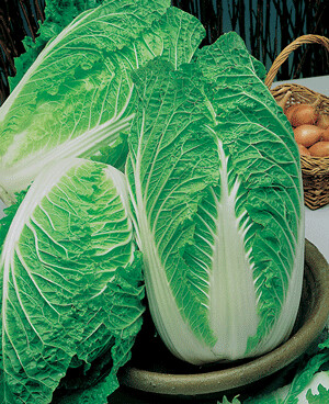 Napa Cabbage &#39;Chinese Blues&#39; - 6pk