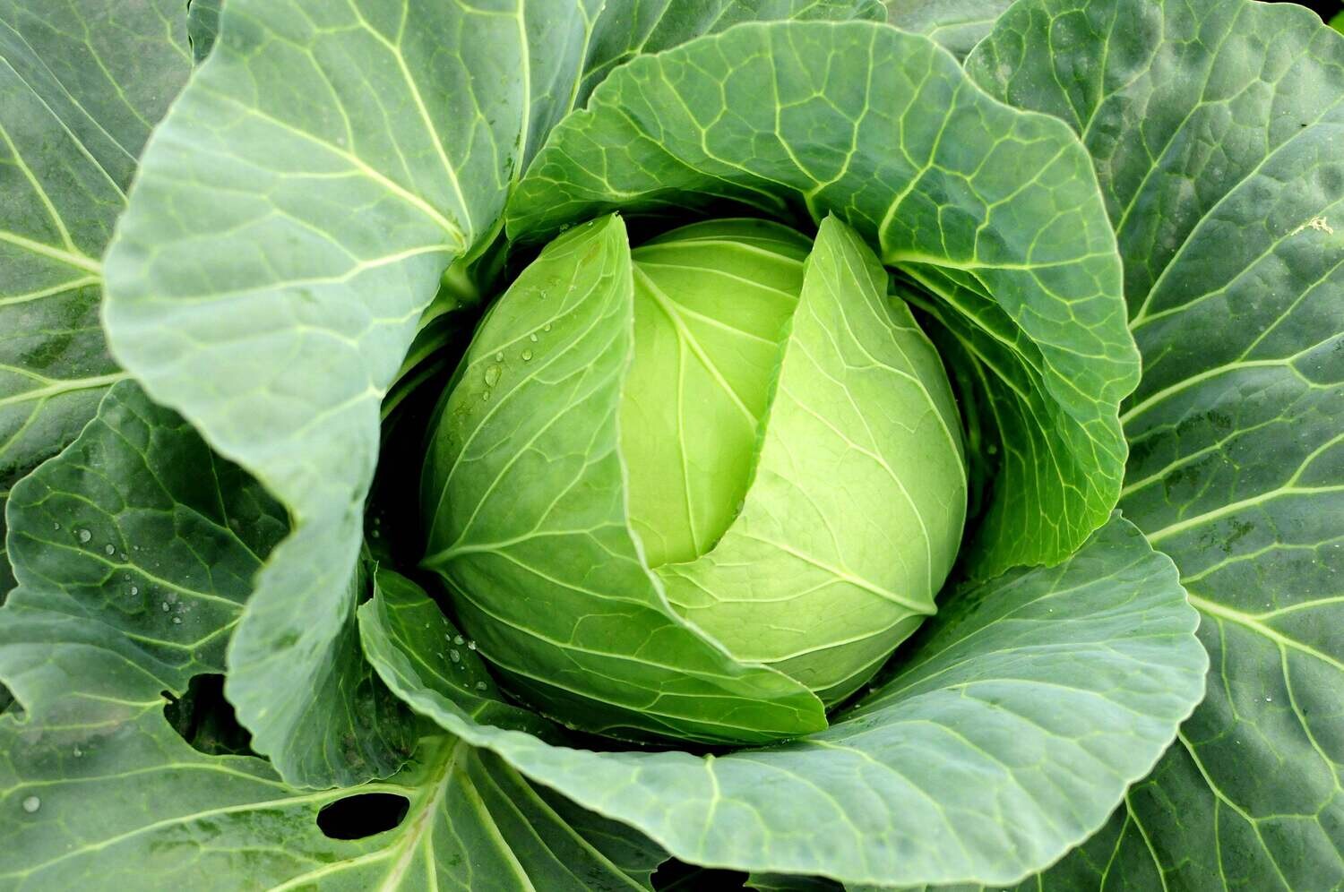 Cabbage &#39;Copenhagen Market&#39; - 6pk