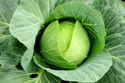 Cabbage &#39;Copenhagen Market&#39; - 6pk