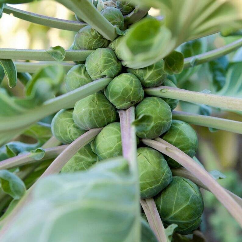 Brussels Sprouts &#39;Long Island&#39; - 6pk