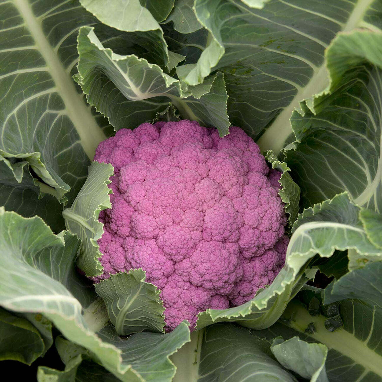 Cauliflower &#39;DePurple&#39; - 6pk