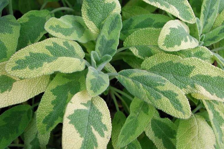 Sage &#39;Icterina&#39; - 4&quot;