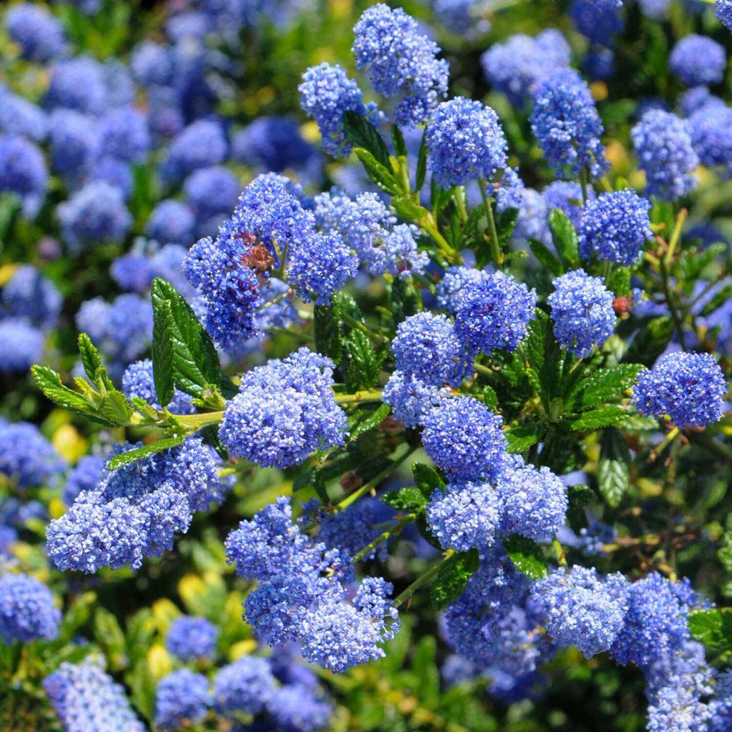 Ceanothus &#39;Concha&#39; (California Lilac) - 1g