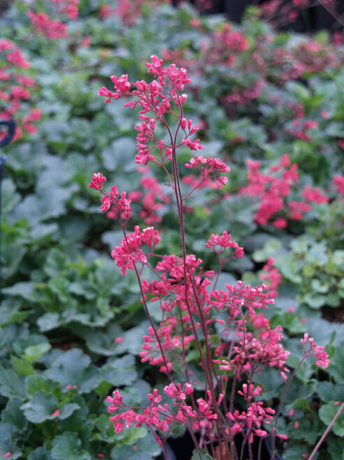 Heuchera &#39;Canyon Delight&#39; - 1g