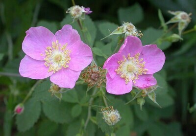 Rosa californica (CA Wildrose) - 5g