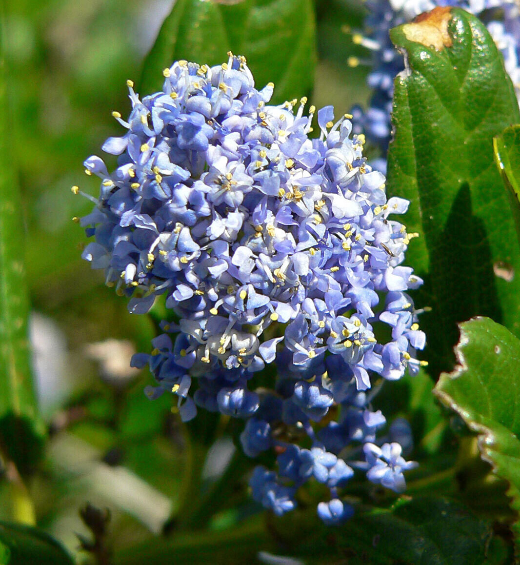 Ceanothus griseus v. horiz. &#39;Yankee Point&#39; - 1g
