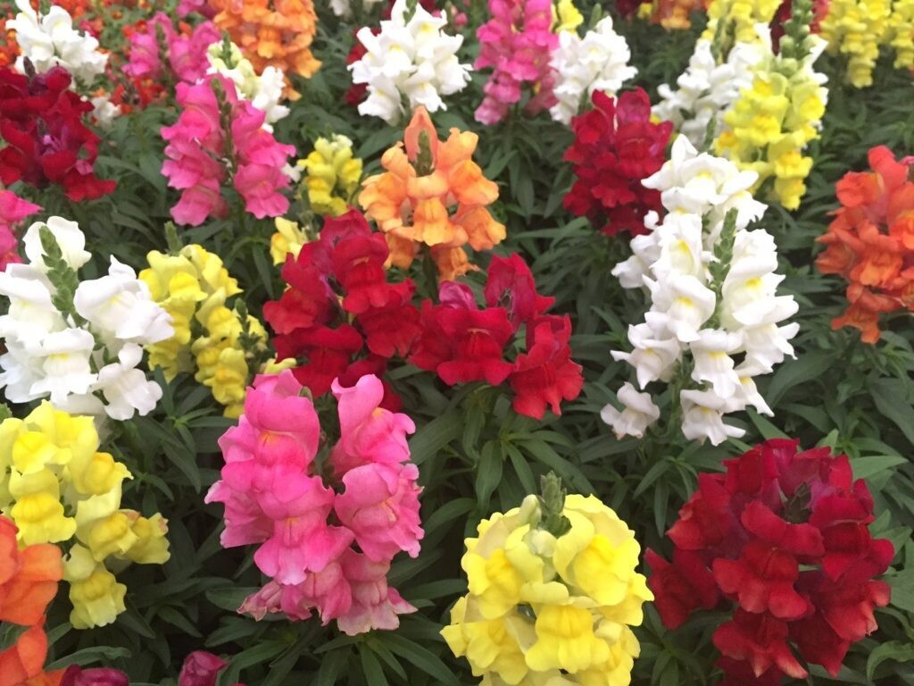 Snapdragon &#39;Speedy Sonnet Mix&#39; - 6pk