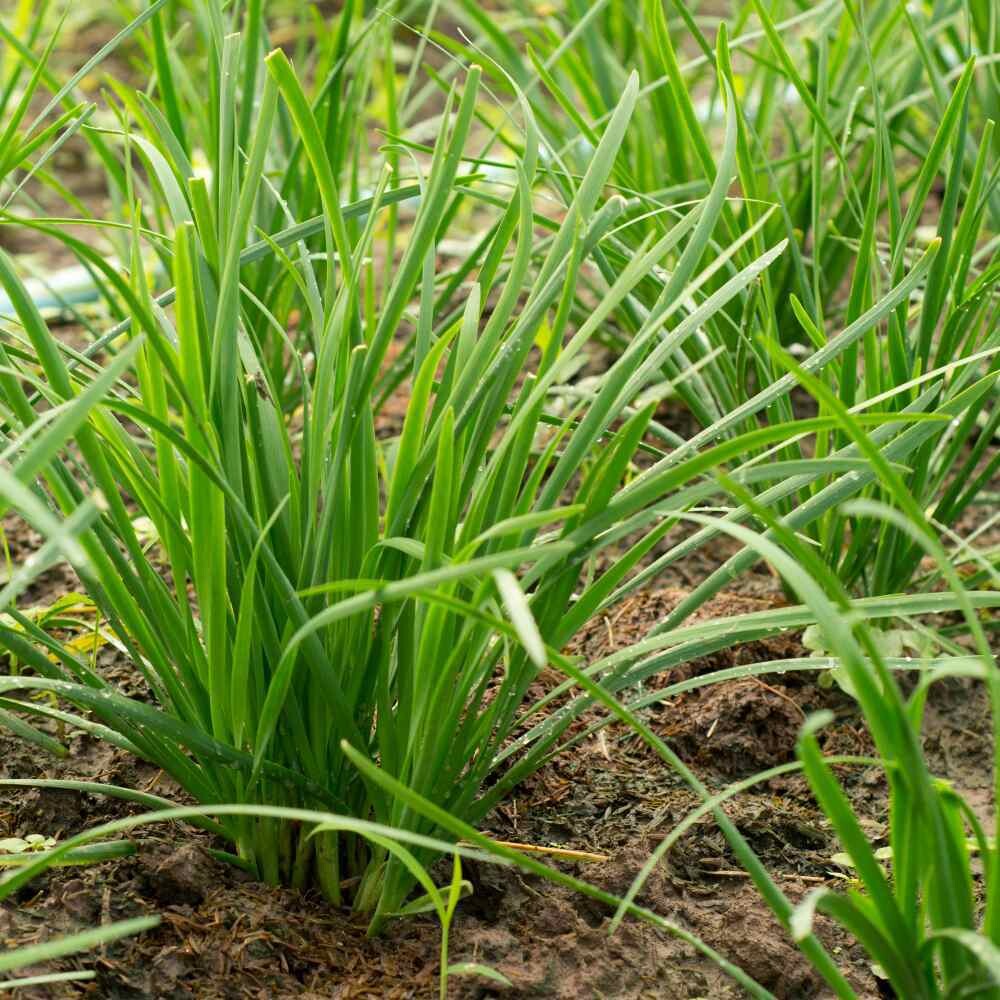 Chives OG - 4&quot;