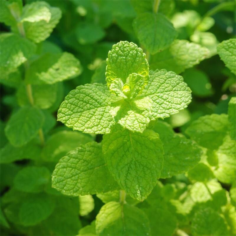 Mint &#39;Apple&#39; - 4&quot;