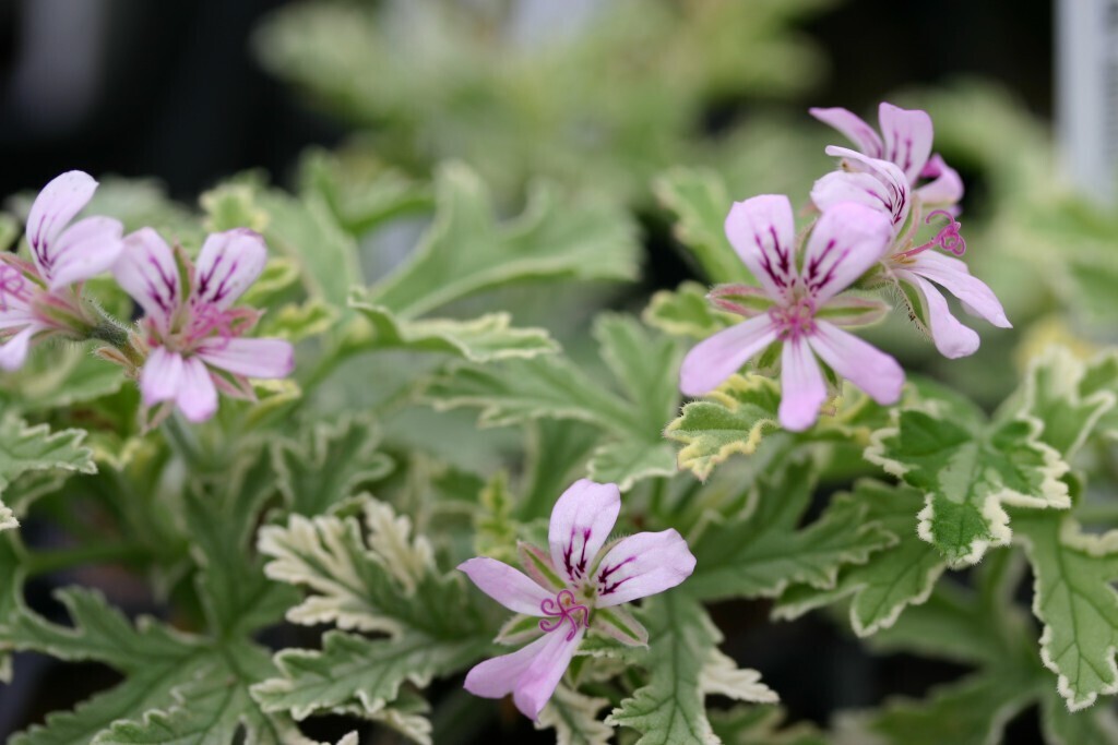 Scented Geranium  &#39;Lady Plymouth&#39; - 1g