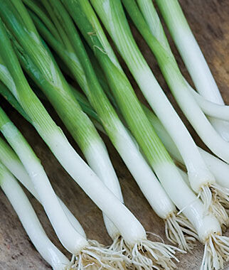 Onion &#39;Parade Bunching&#39; OG - 6pk