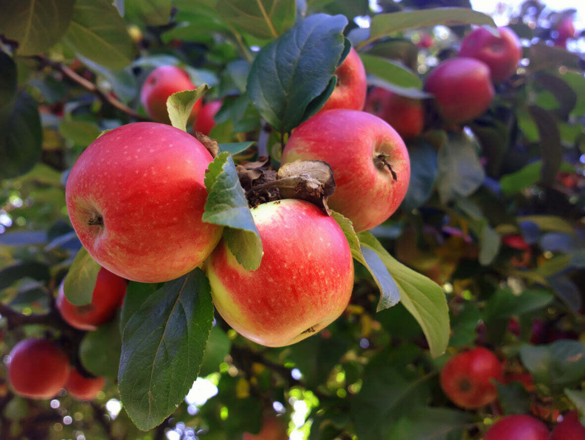 Apple &#39;Beverly Hills&#39; - Bare Root