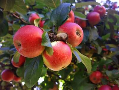 Apple 'Beverly Hills' - Bare Root