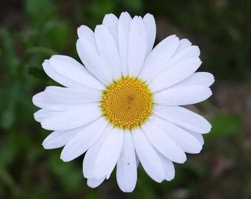 Chrysanthemum paludosum (Creeping Daisy) - 6pk