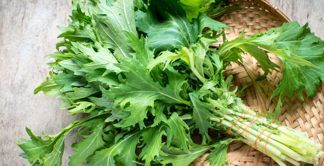 Green Mizuna - 4&quot;