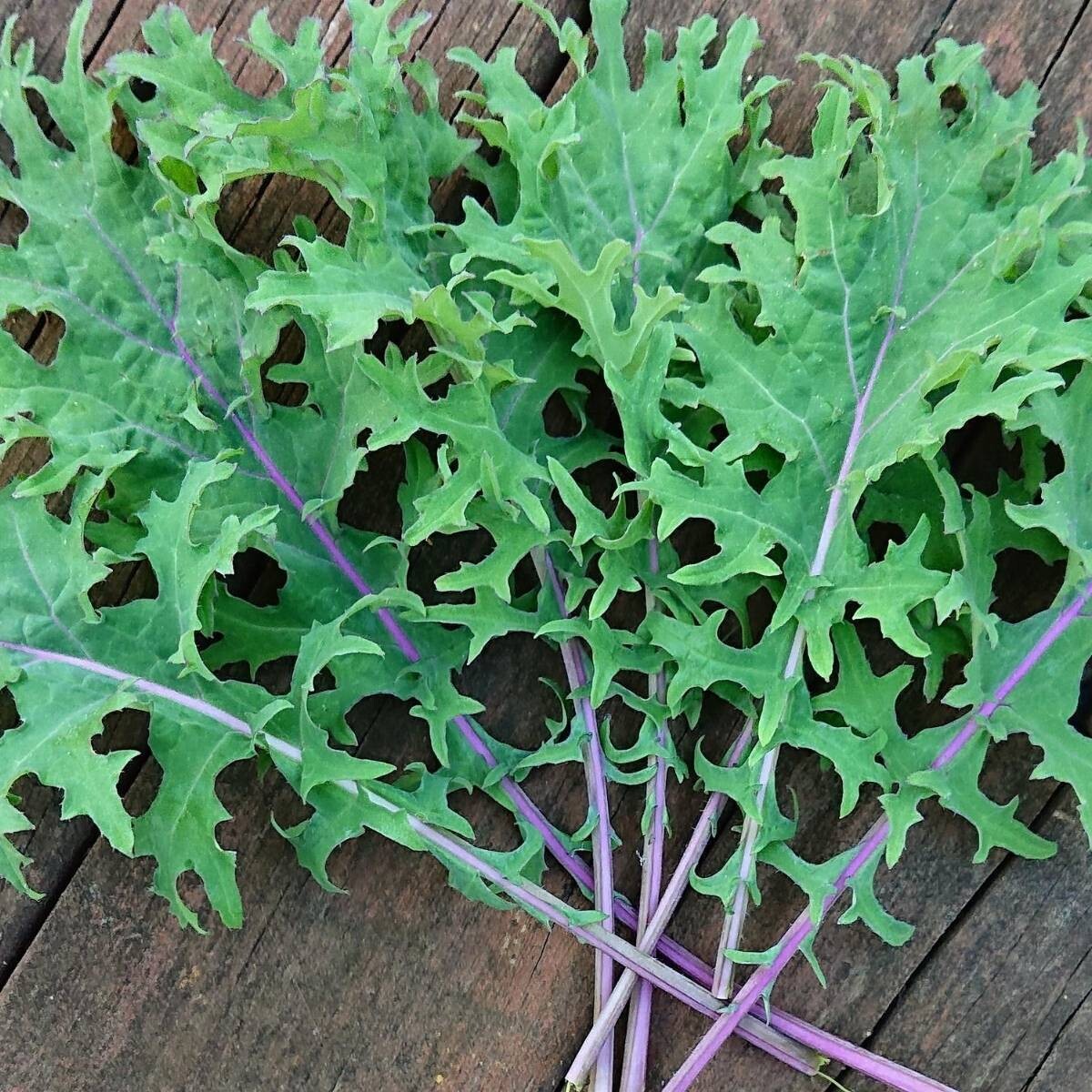 Kale 'Red Russian' - 6pk