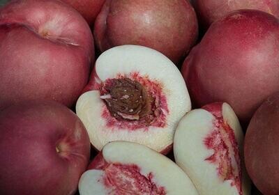 Nectaplum 'Spice Zee' - Bare Root