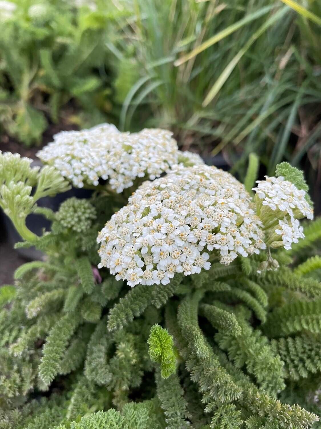 Achillea millefolium &#39;Sonoma Coast&#39; - 1g