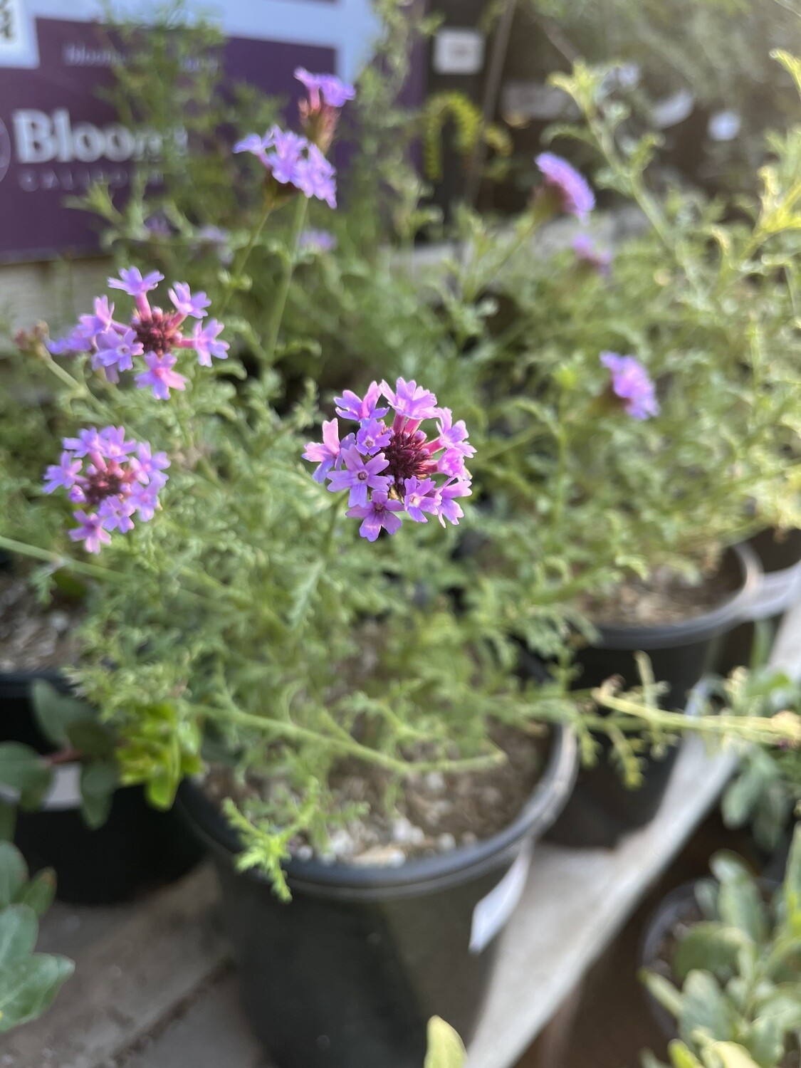 Verbena lilacina - 1g